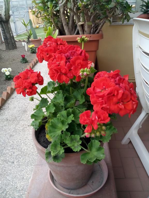 Domus Felix Bed & Breakfast Ercolano Bagian luar foto